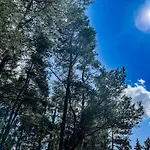 Anrena Forest 아파트 Vossmoor