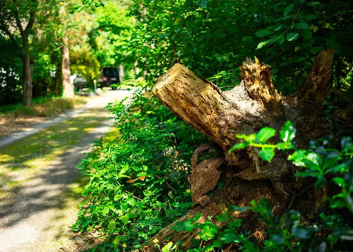 شقة Anrena Forest